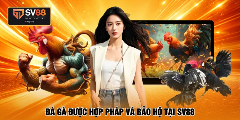 Đá gà được hợp pháp và bảo hộ tại SV88
